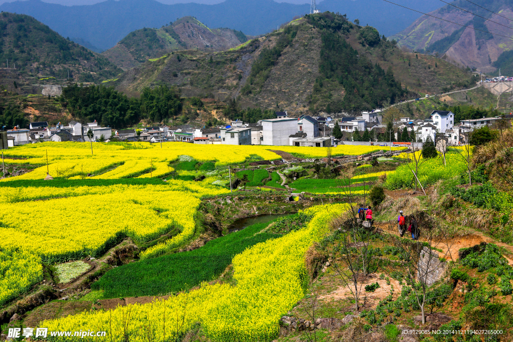 家朋油菜花