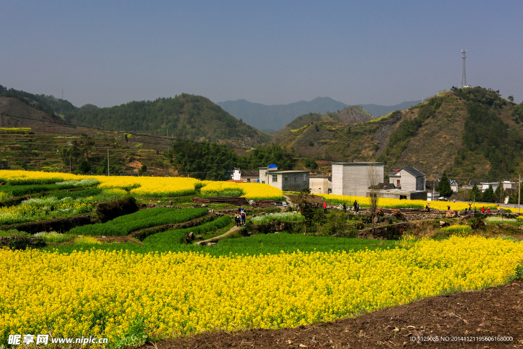 家朋油菜花