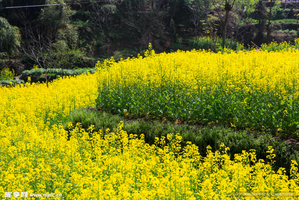 家朋油菜花