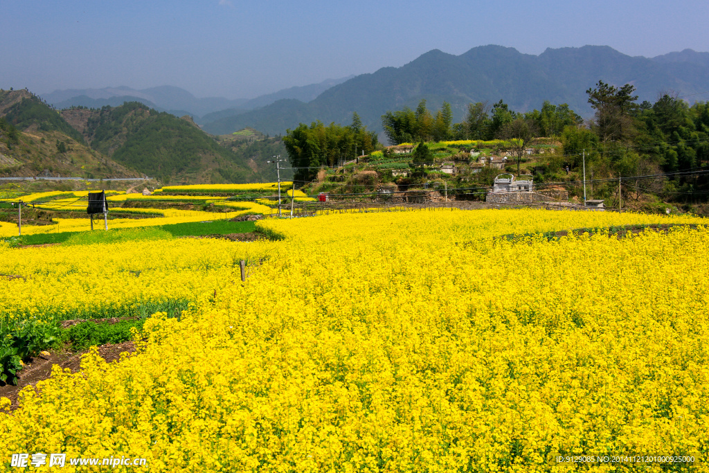 家朋油菜花