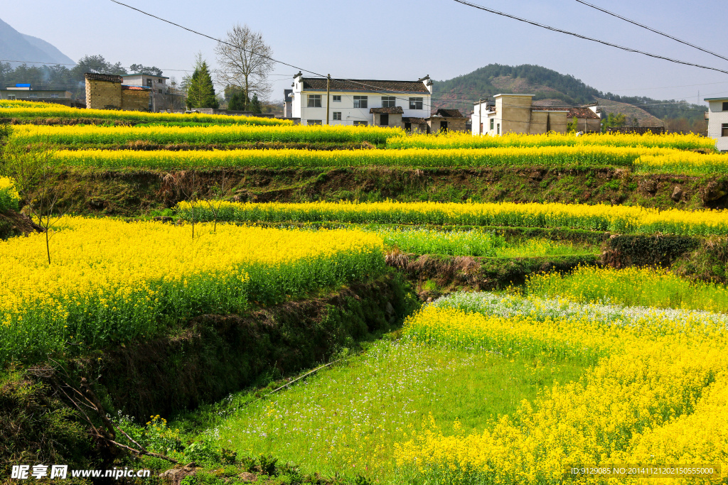 家朋油菜花