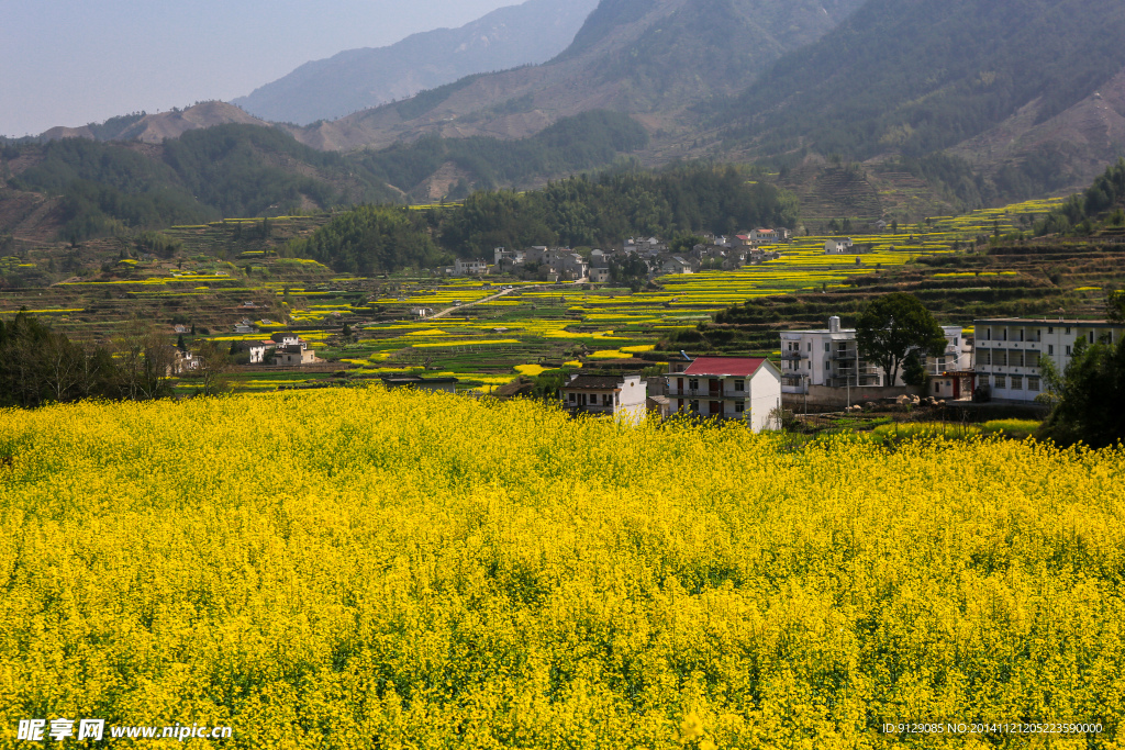 家朋油菜花