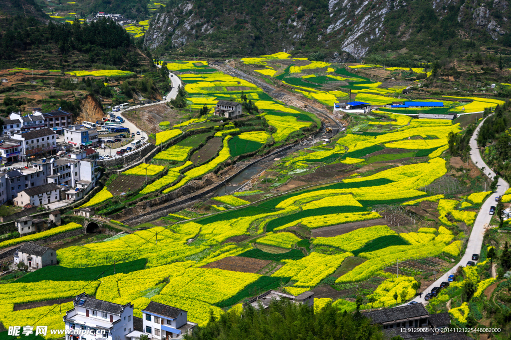 家朋油菜花