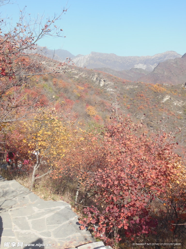 北京坡峰岭红叶