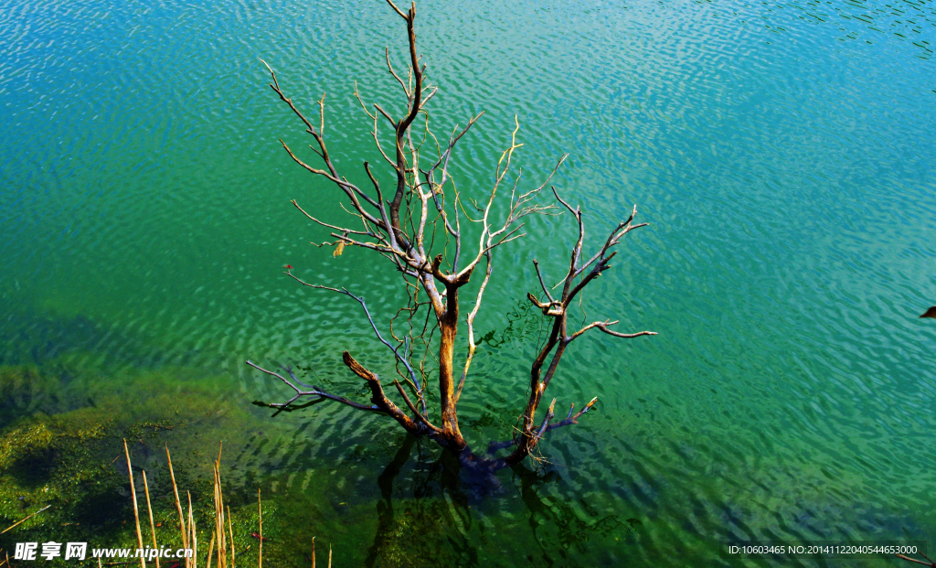 水中枯木 绿苔生辉