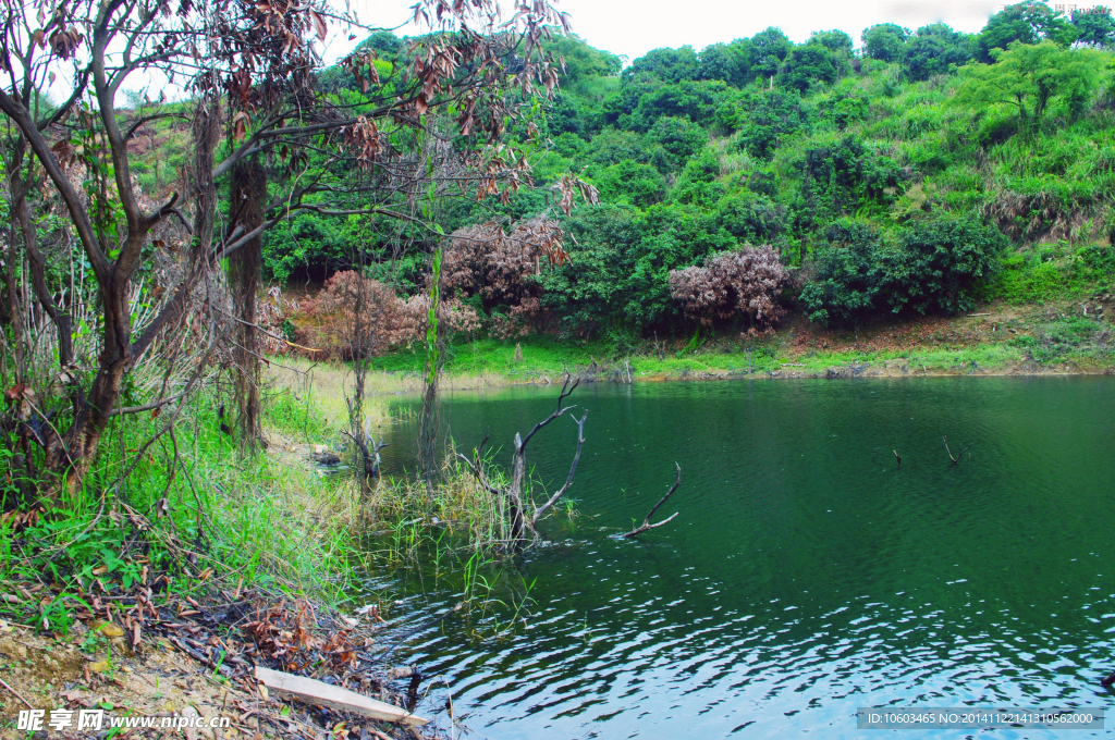 水库风景 枯木成群