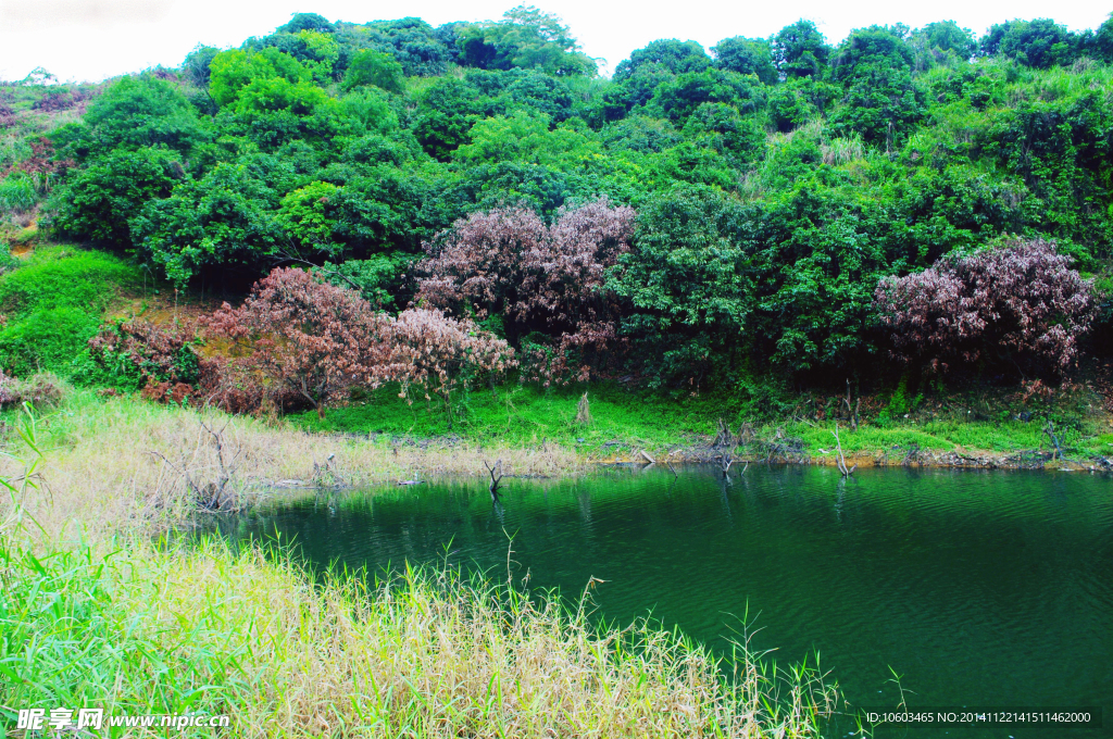 山顶水库 草木景观