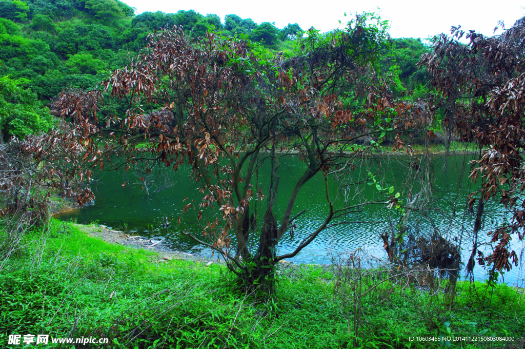 水库风景 枯木成群