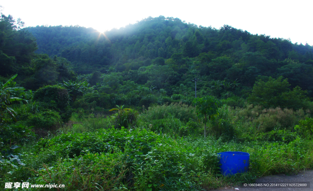 山水 野草田园