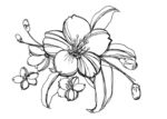 手绘花纹