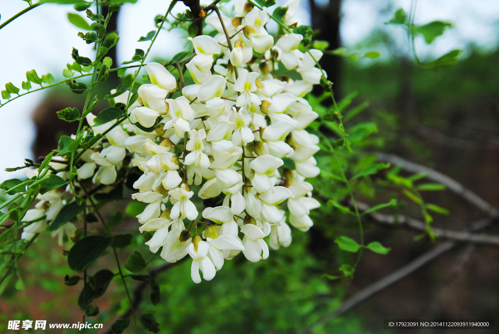 槐花