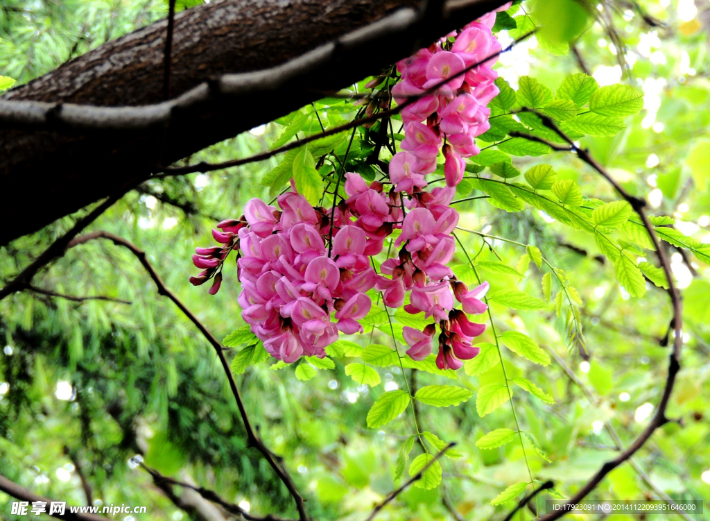 槐花