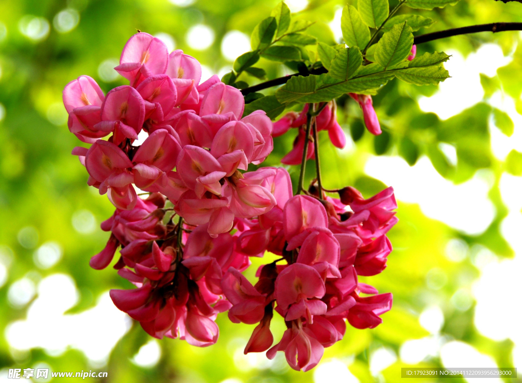 槐花