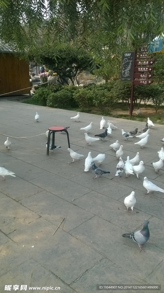 鸽子