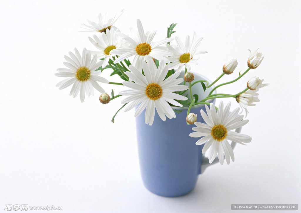 白色菊花