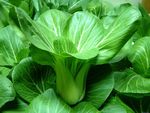 青菜