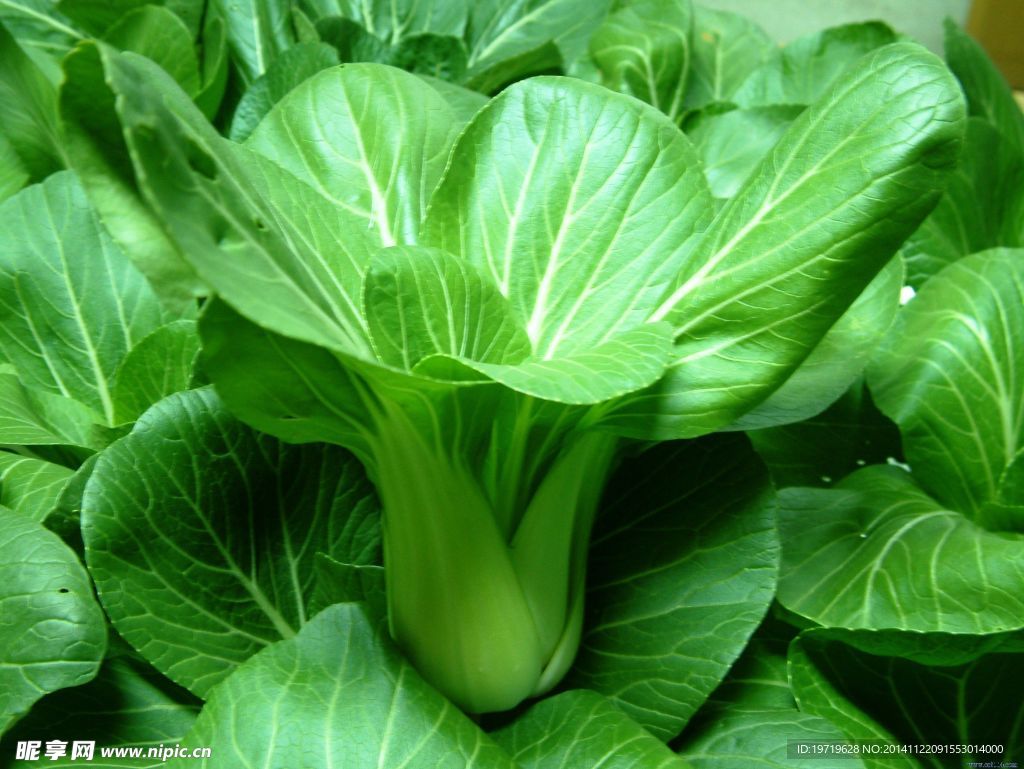 青菜