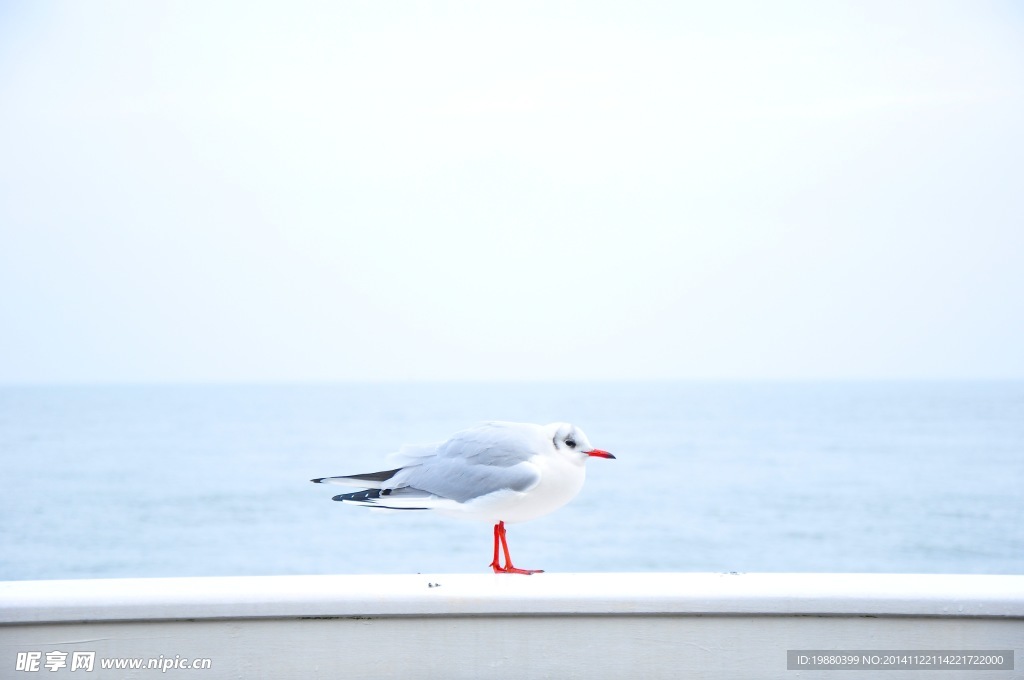 海鸟