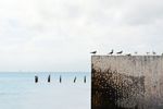 海鸟