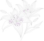 矢量百合花