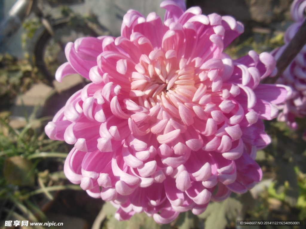 菊花