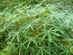 木薯叶