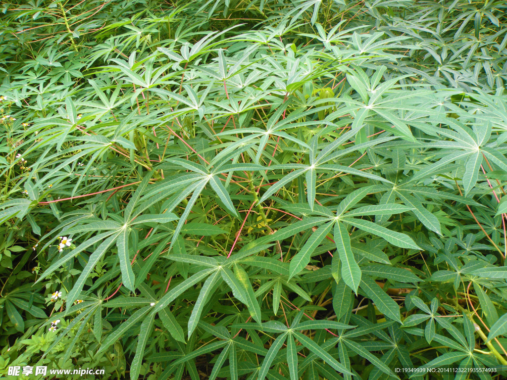 木薯叶