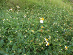 小花