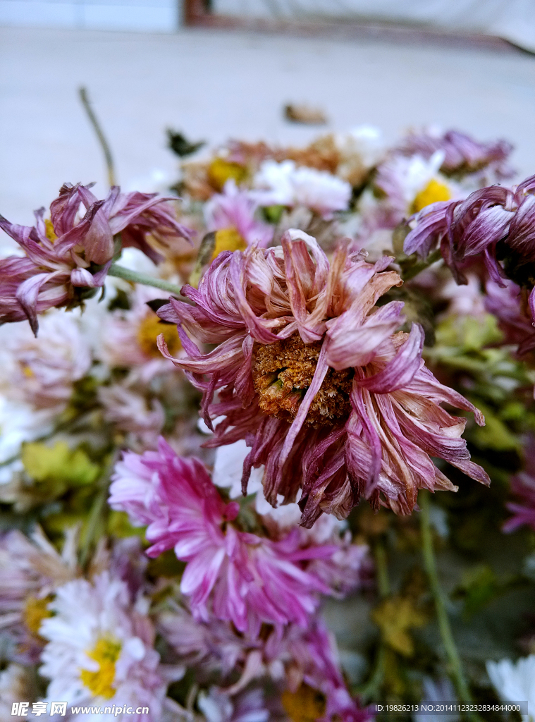 凋谢 干枯 菊花