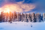 雪松