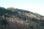 梧桐山