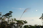 梧桐山