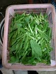 农家青菜
