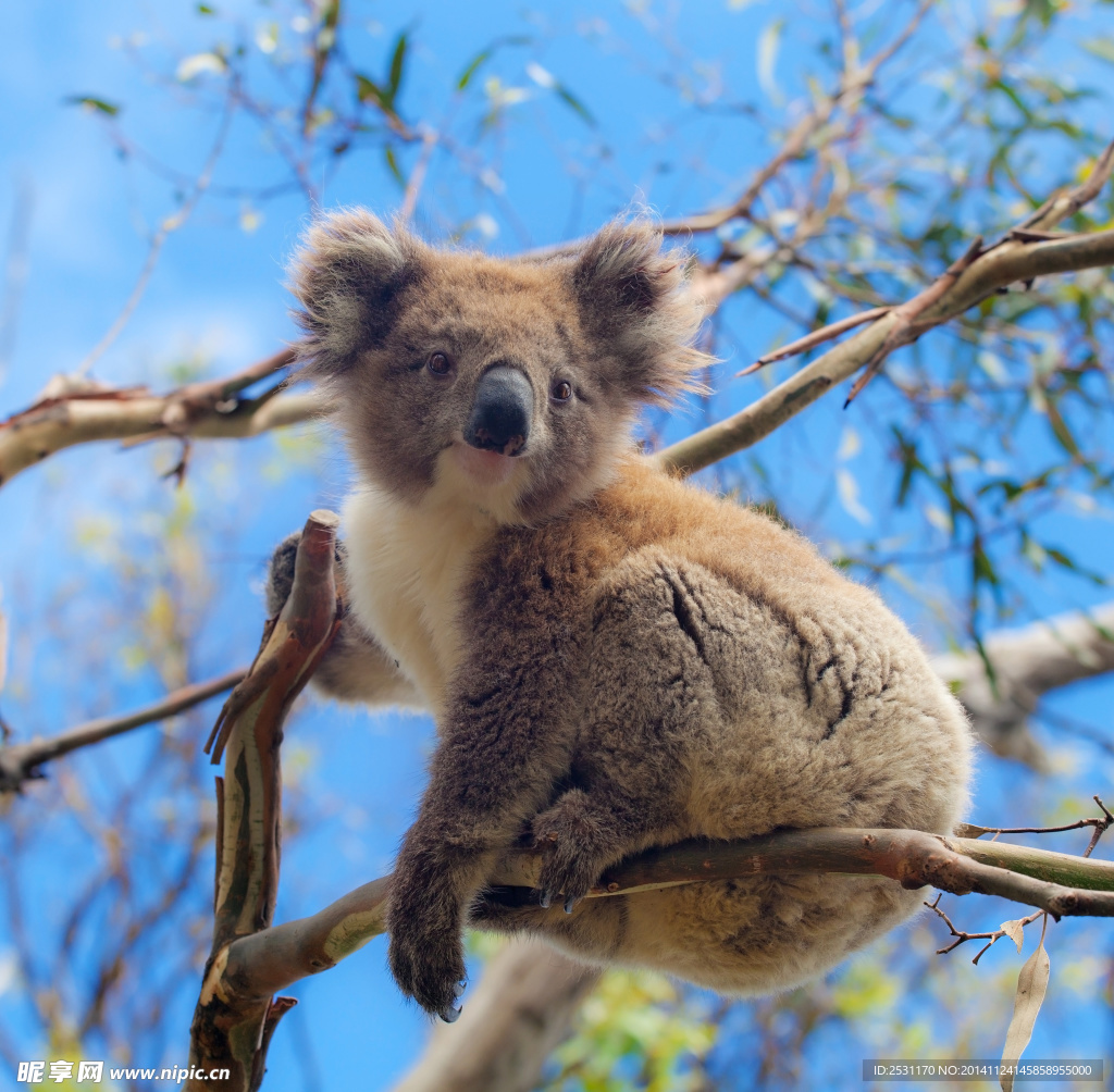 澳大利亚树袋熊(考拉)图片(3) - 25H.NET壁纸库