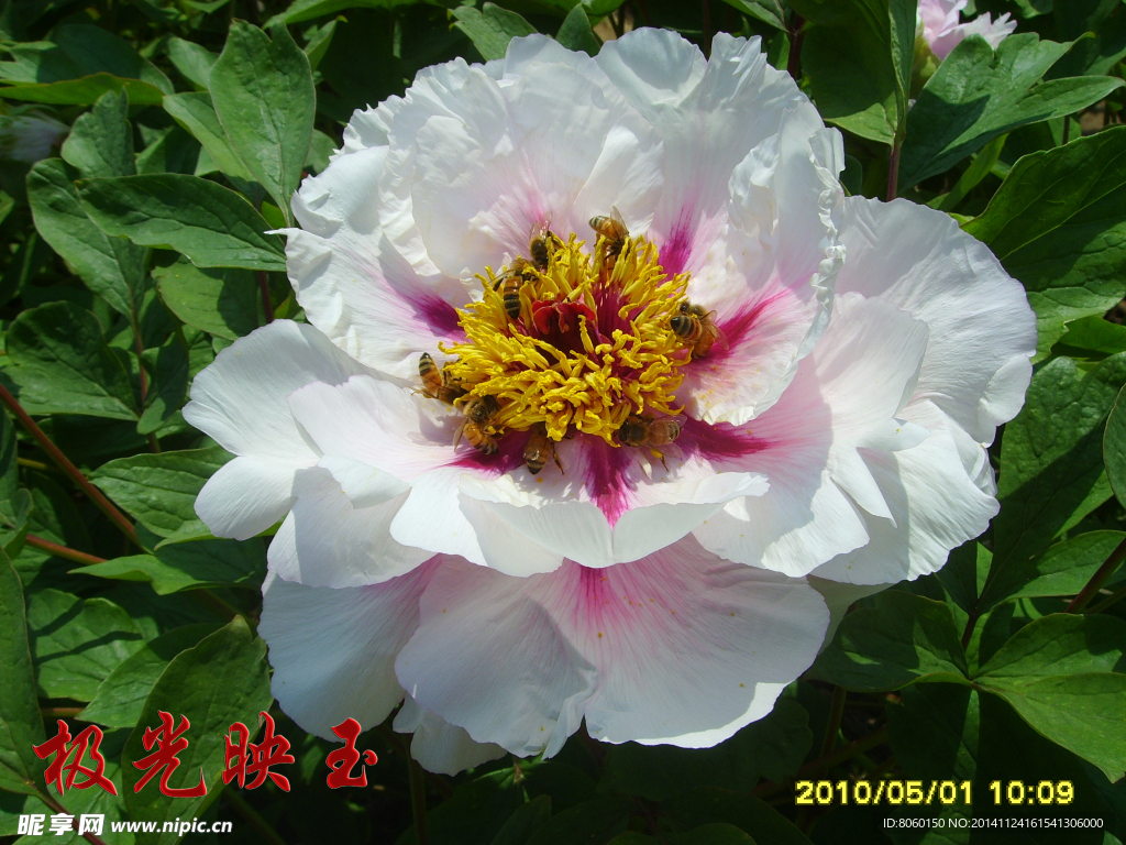 牡丹