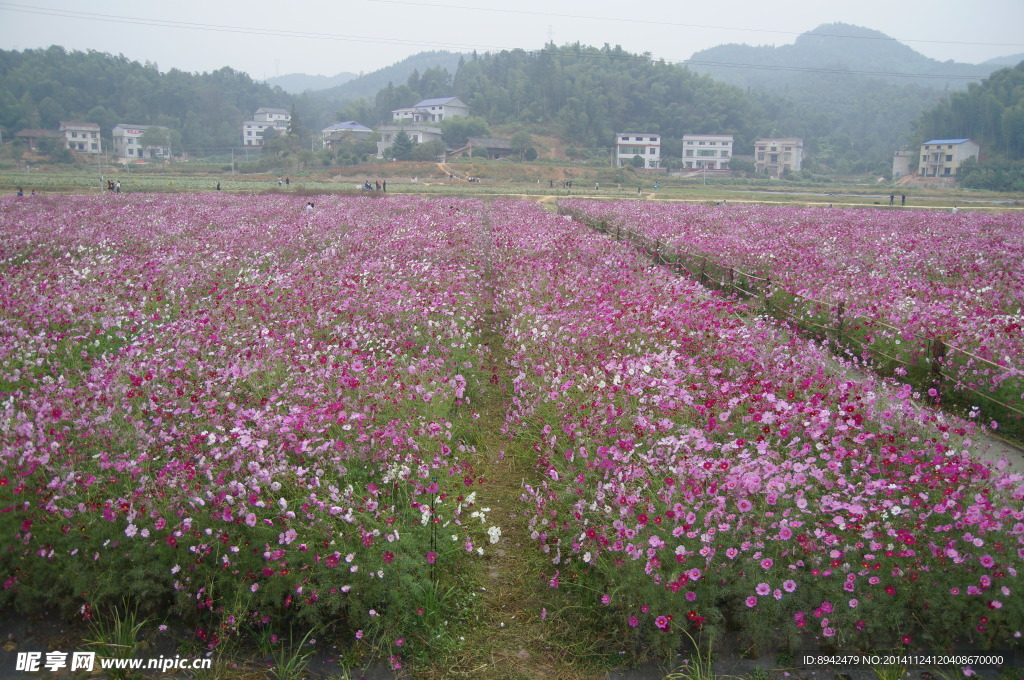 格桑花 花海