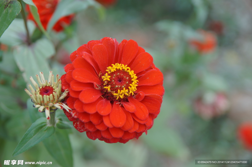 格桑花