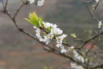 李花