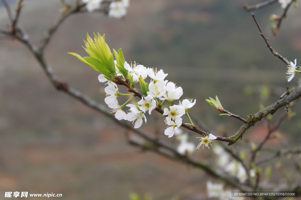 李花