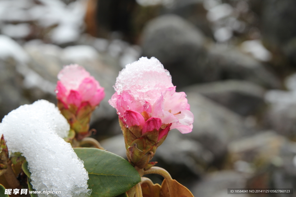 雪山上的花儿