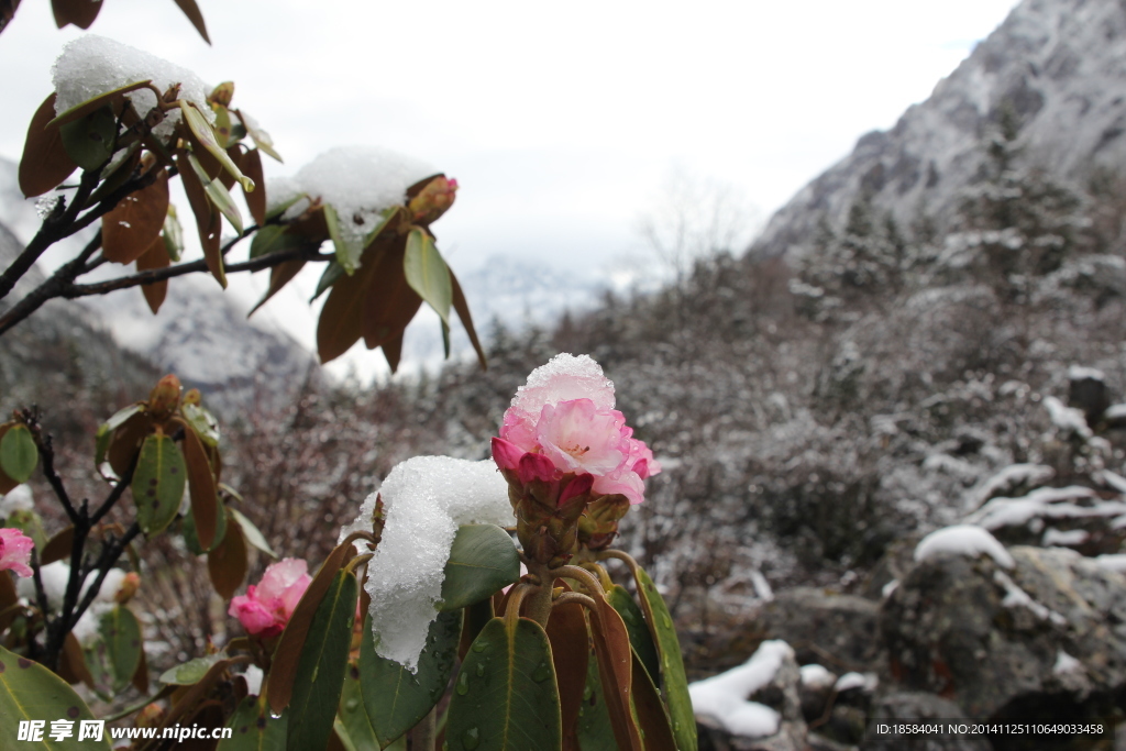 雪山上的花