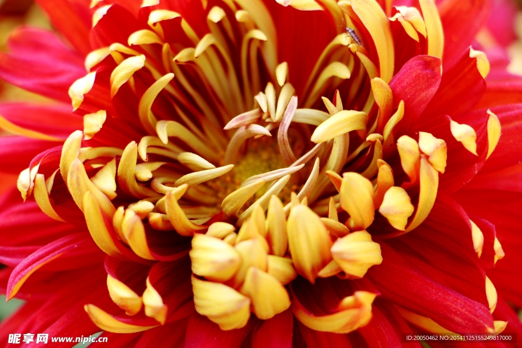 菊花