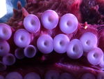 海洋生物