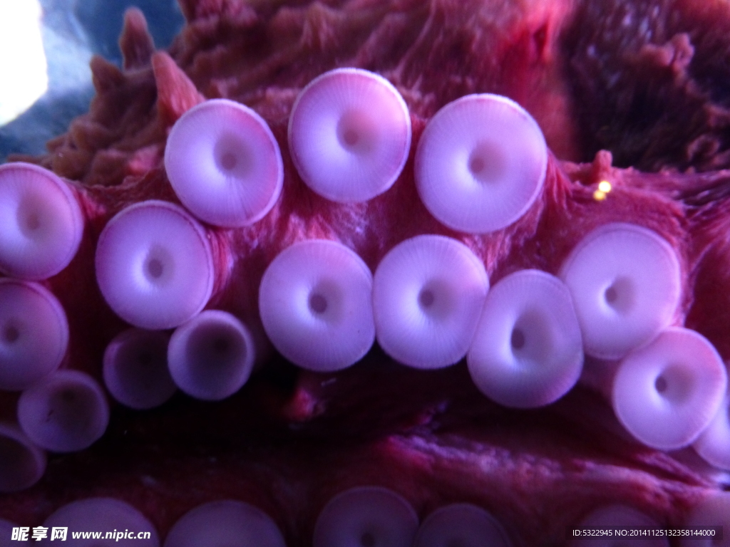 海洋生物