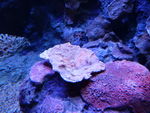 海洋生物