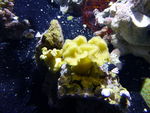 海洋生物