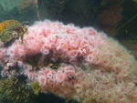 海底生物