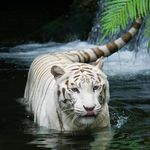 白虎