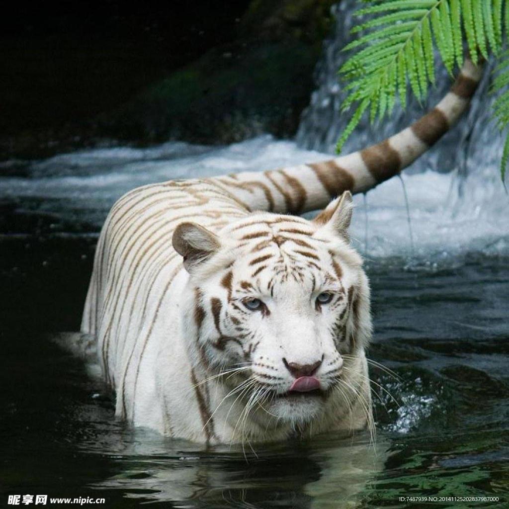 白虎