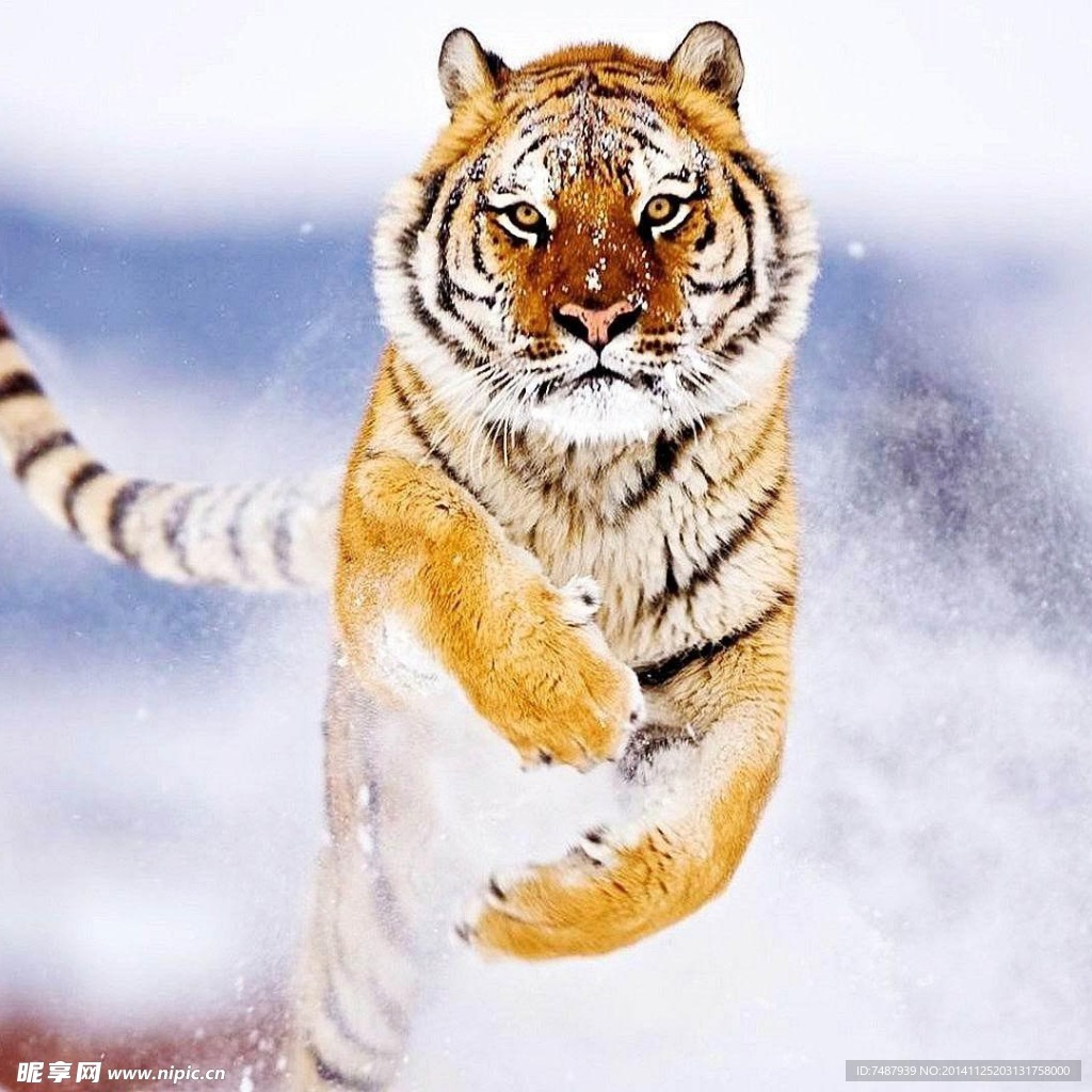 Animal - Tiger Wallpaper | hamid mala karam | Pinterest | Tigers and ...